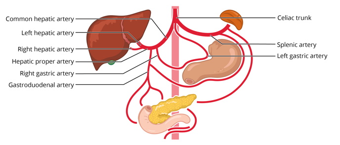 Free anatomy image circulation diagram celiac trunk | Lt | ADI