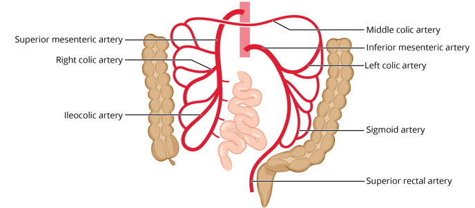 Free anatomy image circulation diagram mesentric arteries | Lt | ADI