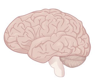 Stylized image of human brain