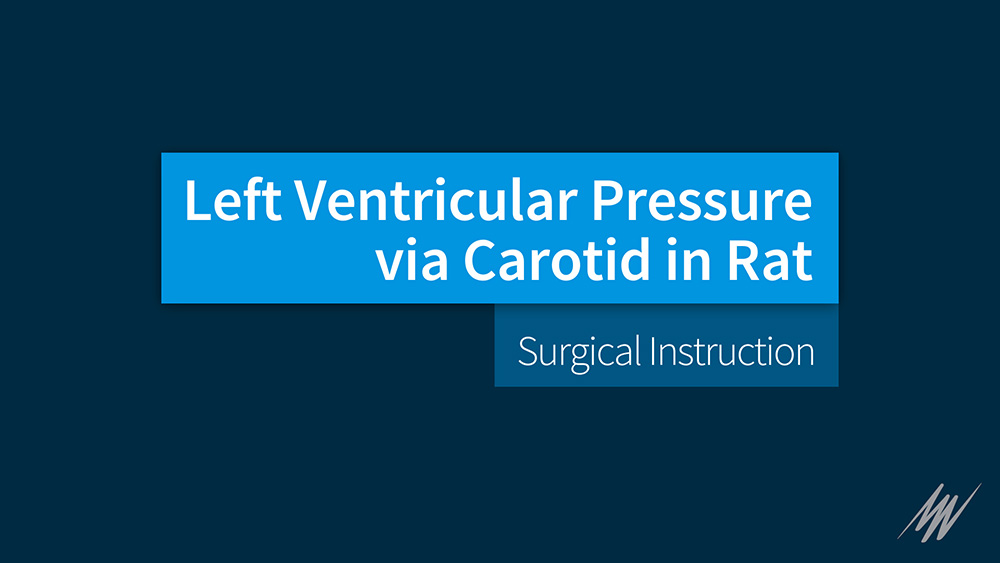 Left Ventricular Pressure via Carotid in Rat