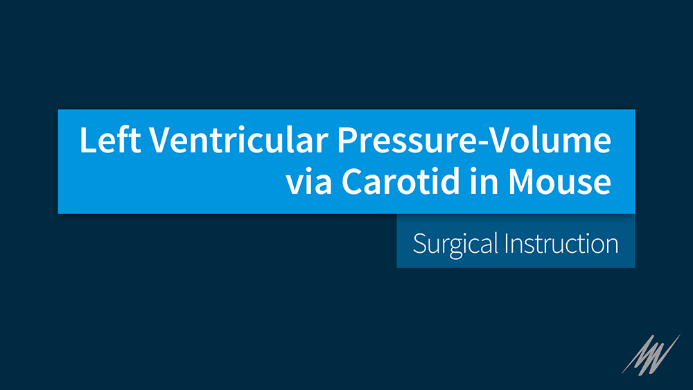 Left Ventricular Pressure-Volume via Carotid in Mouse