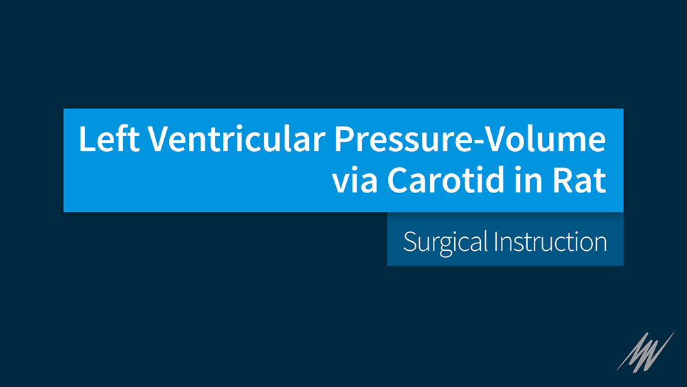 Left Ventricular Pressure-Volume via Carotid in Rat