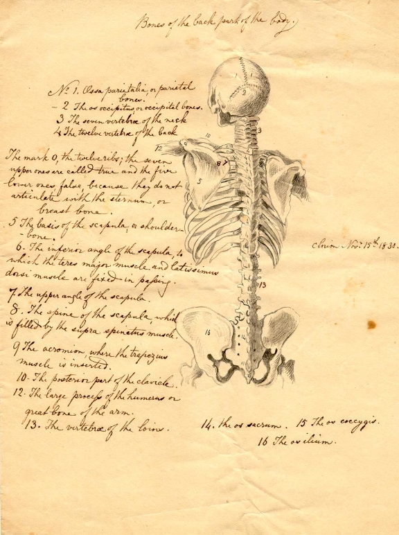 Da Vinci's Anatomical Manuscript A contains the first accurate depiction of the human backbone.