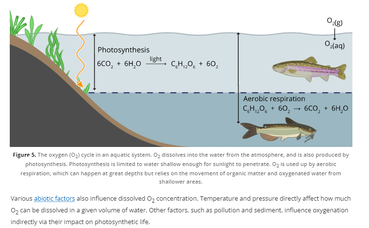 The oxygen cycle in an aquatic system.