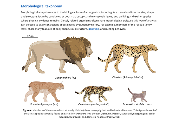 Morphological taxonomy as illustrated by the mammalian cat family.
