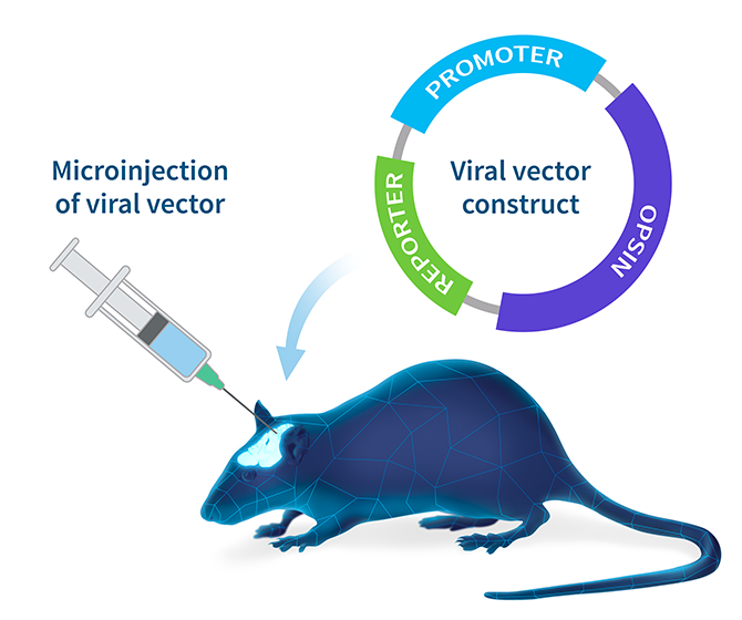 Viral vector construct for opsin expression | Optogenetics