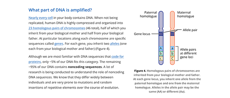 Text and image describing the genetic makeup of humans and homologous chromosome pairs.