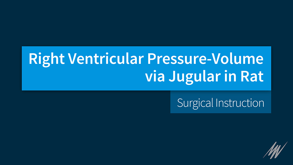 Right Ventricular Pressure-Volume via Jugular in Rat