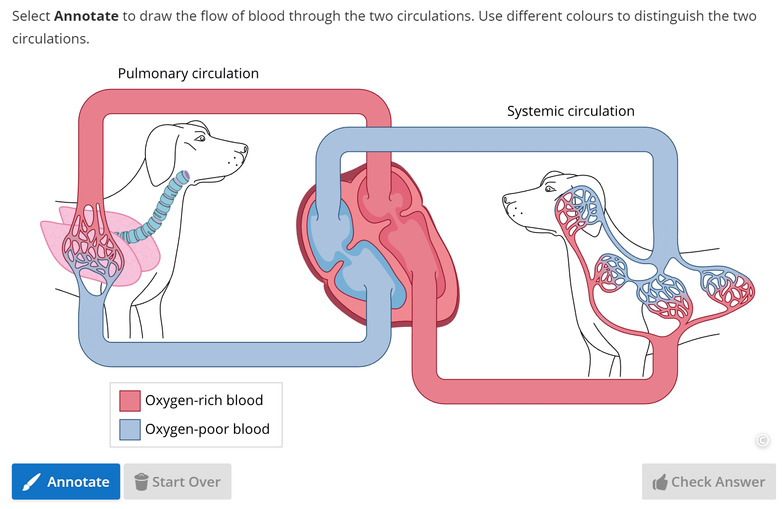 An example of an annotation question in which students have to draw the flow of blood through two circulations. The animal used as an example is a dog.