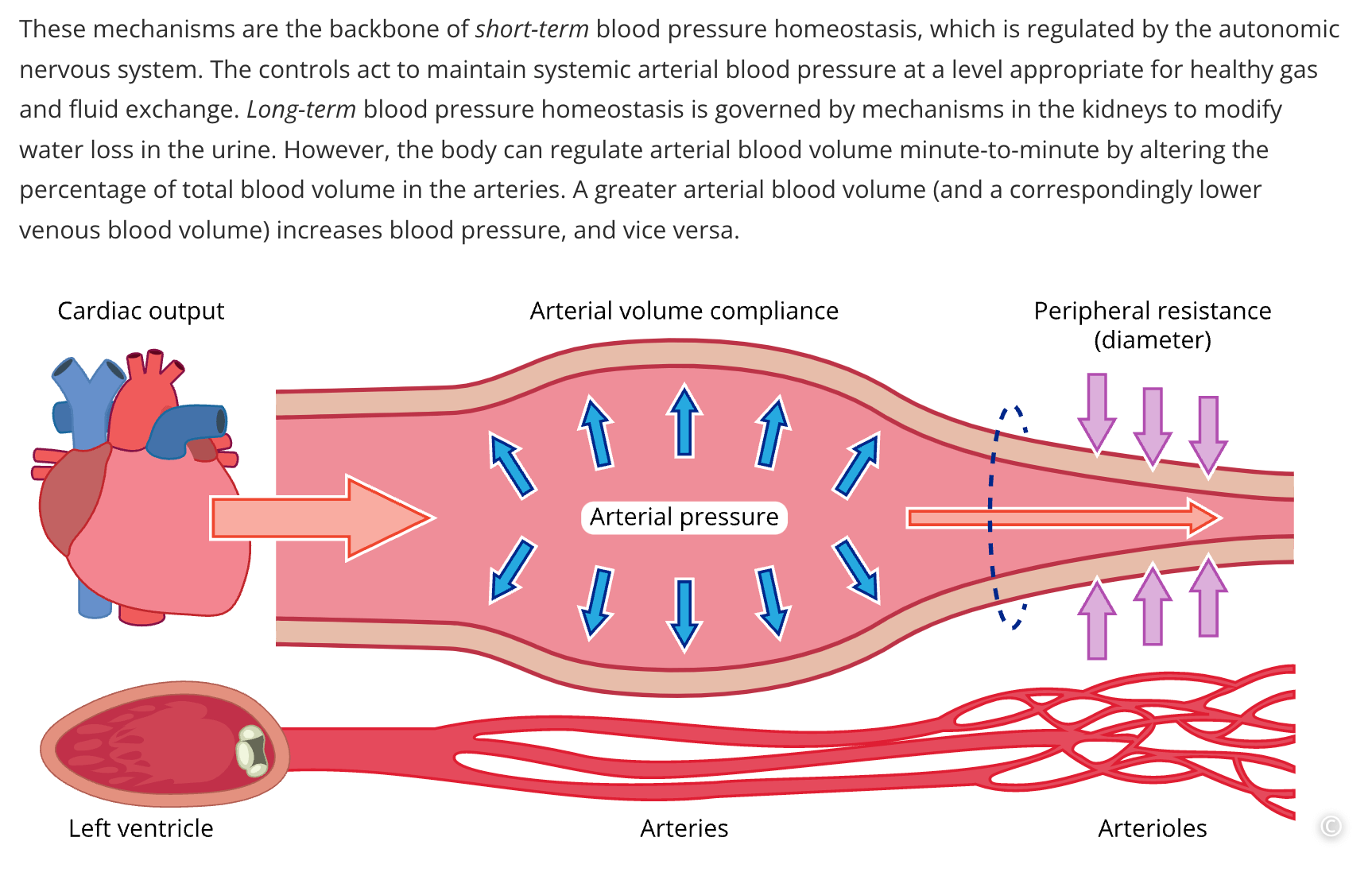 A screenshot of text and an image in Lt explaining the control of blood pressure.