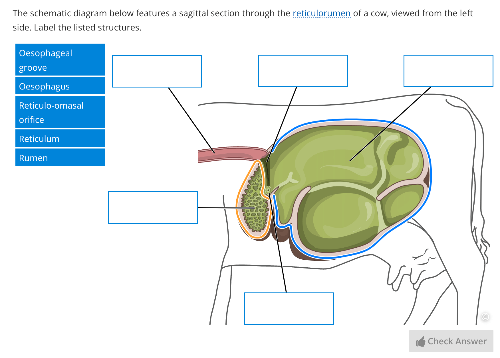 A screenshot of a label image question in Lt which asks students to label structures in a sagittal section through the reticulorumen of a cow.