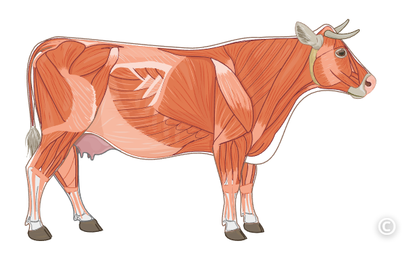 An illustration of the musculature of a cow.