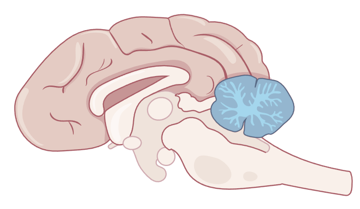 An illustration of a sagittal section of the brain.