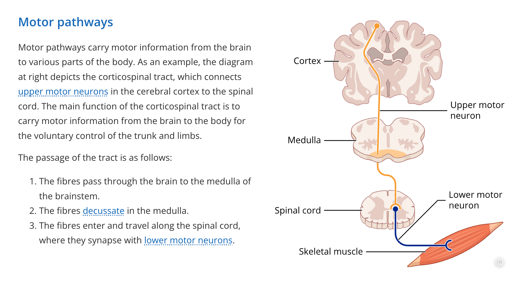 A screenshot of text and an image in Lt explaining the motor pathways of the central nervous system.