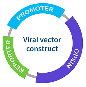 Viral vector construct optogenetics