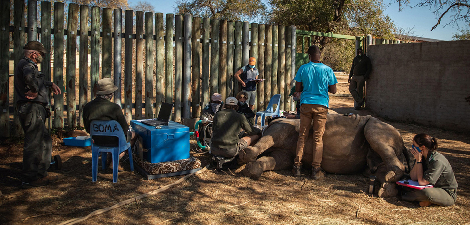 A rhino being immobilized