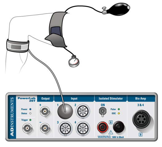 Respiratory belt transducer for Diving Response