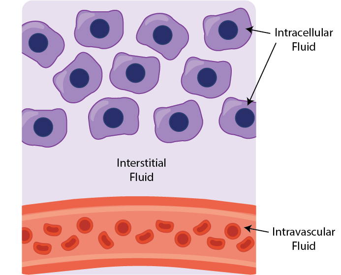 Body fluid compartments; interstitial, intravascular and intracellular
