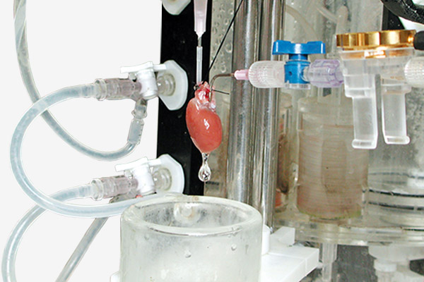 Langendorff heart perfusion system