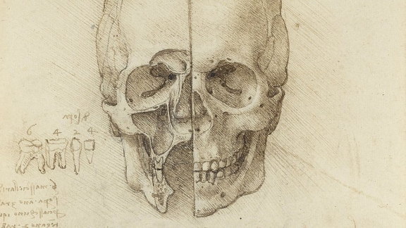 'A Skull Sectioned' by da Vinci (1489) studies the position of the facial cavities in relation to surface features. 