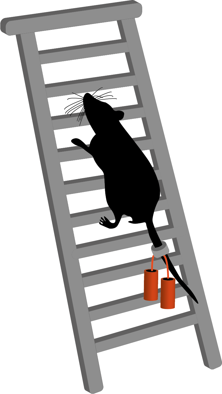 rat resistance training vertical ladder climb