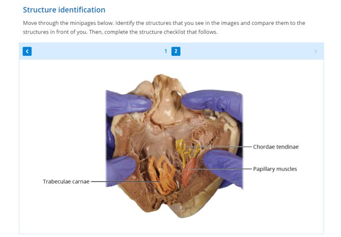 interior heart structure identification