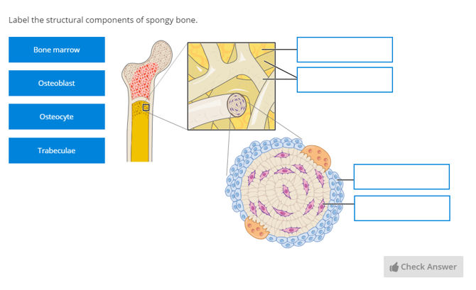 stylized anatomical drawing spongy bone | Anatomy Collection | Lt